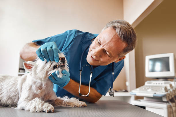 Best Emergency Dental Care for Sports Injuries in Prairie Ridge, WA